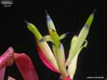 Billbergia 'Dulce'