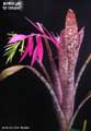 Billbergia 'El Gitano'