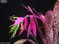 Billbergia 'El Gitano'