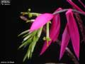 Billbergia 'El Gitano'