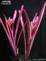 Billbergia 'Felicity O'