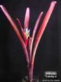 Billbergia 'Felicity O'