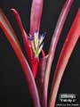 Billbergia 'Felicity O'