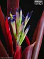 Billbergia 'Felicity O'