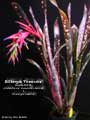 Billbergia 'Fireworks'