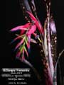 Billbergia 'Fireworks'