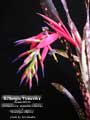 Billbergia 'Fireworks'