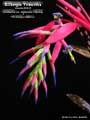 Billbergia 'Fireworks'