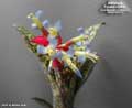 Billbergia 'Forest Lights'