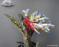 Billbergia 'Forest Lights'