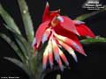 Billbergia 'Forest Lights'