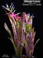 Billbergia 'Fortuna'