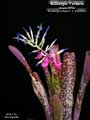 Billbergia 'Fortuna'