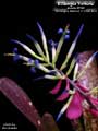 Billbergia 'Fortuna'