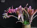 Billbergia 'Galaxy'