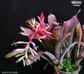 Billbergia 'Galaxy'