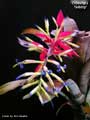 Billbergia 'Galaxy'