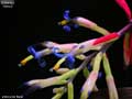 Billbergia 'Galaxy'