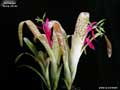 Billbergia 'Great White'