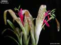 Billbergia 'Great White'