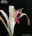 Billbergia 'Great White'