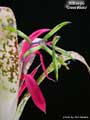 Billbergia 'Great White'