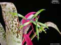 Billbergia 'Great White'