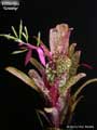 Billbergia 'Groovy'