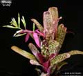 Billbergia 'Groovy'
