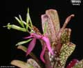 Billbergia 'Groovy'
