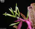 Billbergia 'Groovy'
