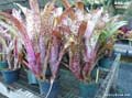 Billbergia 'Groovy'