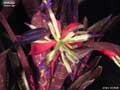 Billbergia 'Hallelujah'