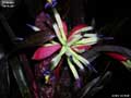 Billbergia 'Hallelujah'