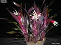 Billbergia 'Hallelujah'