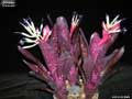 Billbergia 'Hallelujah'