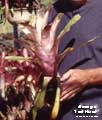 Billbergia 'Last Hurrah'