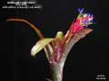 Billbergia 'Light Show'