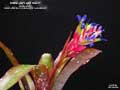 Billbergia 'Light Show'
