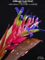 Billbergia 'Light Show'