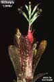 Billbergia 'Limbo'