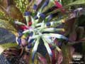 Billbergia 'Limbo'