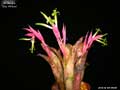 Billbergia 'Lou Wilson'