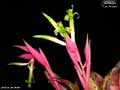 Billbergia 'Lou Wilson'