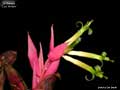 Billbergia 'Lou Wilson'