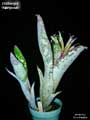 Billbergia 'Mariposa'