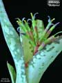 Billbergia 'Mariposa'