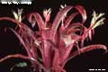 Billbergia 'Mary Jo Kellogg'