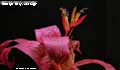 Billbergia 'Mary Jo Kellogg'
