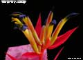 Billbergia 'Mary Jo Kellogg'